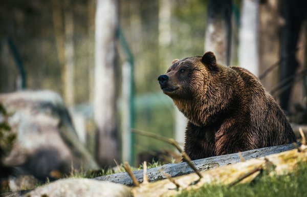 Comment organiser un camping pour observer les ours noirs dans les parcs nationaux canadiens?