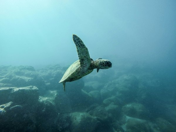 Quels sont les meilleurs spots pour observer les tortues marines à Hawaï?
