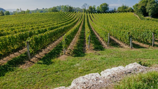 Quels sont les meilleurs circuits pour une découverte des vignobles de Bordeaux, France?